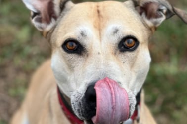 Fallow is a sweet girl with a lovely temperament. She loves toys and going for a walk, and would like a home with children aged 16 and over.