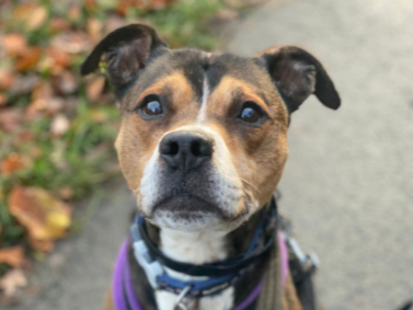 Barney is a ten-year-old crossbreed who sadly got sent to the rescue centre due a change in his previous owner’s circumstances. Due to Barney’s anxious nature he will need an experienced owner who is familiar with nervous behaviour. He cannot live with young children and cannot be around visiting children either. He cannot live with other animals and would benefit from a quiet home with minimal visitors allowing him to settle and feel comfortable.