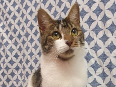Sora is a two-year-old short hair cat with a bit of a traumatic past. She would love a new family in a calm environment.