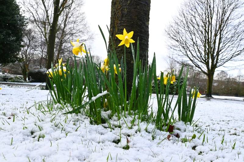 Daffodils poking through the snow at Mesnes Park, Wigan. Credit: Michelle Adamson