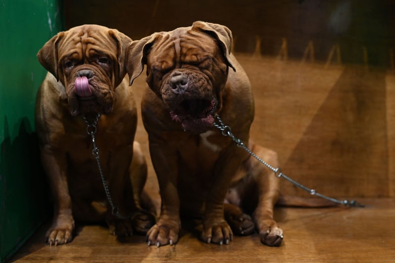 Dogue de Bordeaux dogs wait in their pen for Crufts Credit: Getty