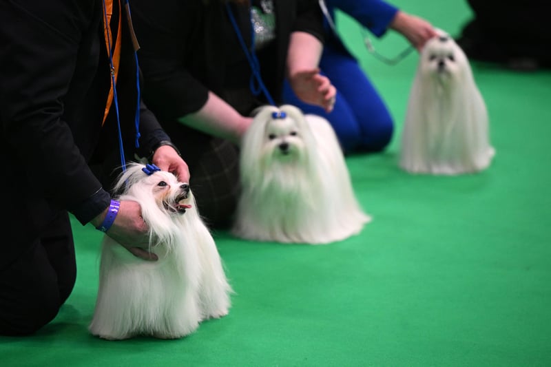 Maltese dogs are judged on the final day 