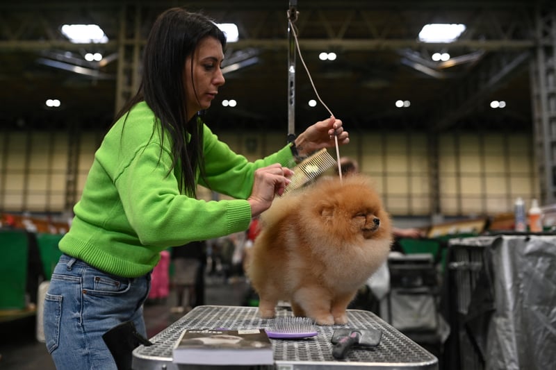 A woman grooms a Pomeranian dog before being judged on the final day of the Crufts dog show