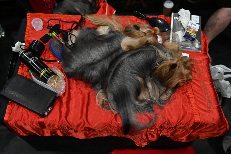 A Yorkshire Terrier dogs rest on a grooming table
