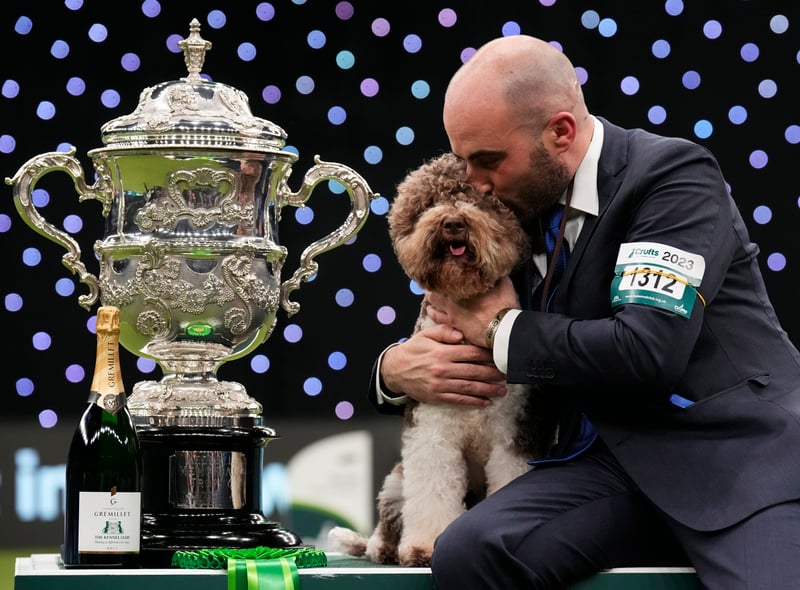 Orca, a Lagotto Romagnolo, collects Best in Show
