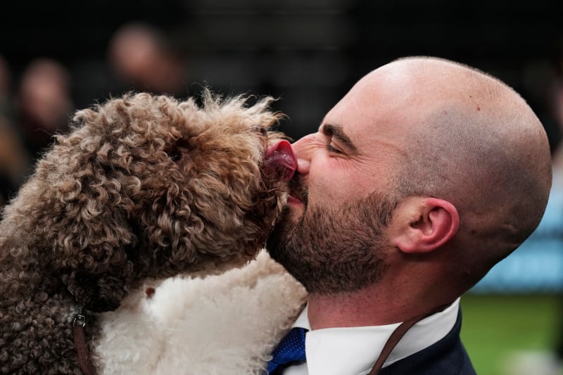 Orca, a Lagotto Romagnolo, winner of the Gundog group title, seen with handler Javier Gonzalez Mendikote
Credit: Getty