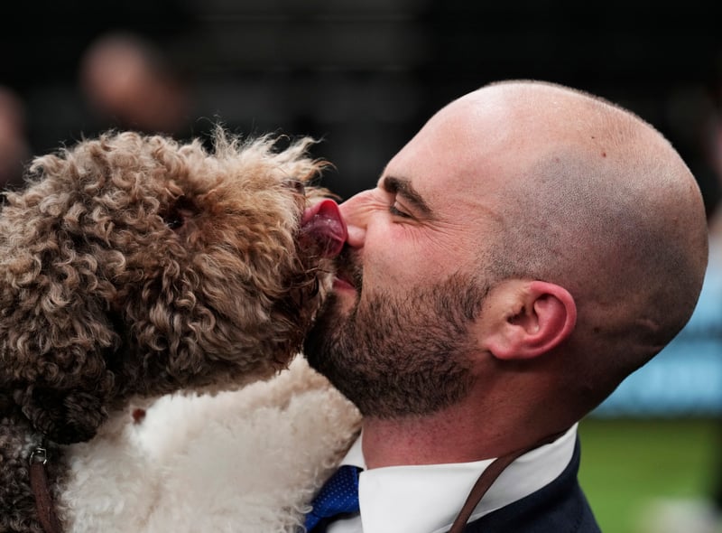 Orca, a Lagotto Romagnolo, winner of the Gundog group title, seen with handler Javier Gonzalez Mendikote
Credit: Getty