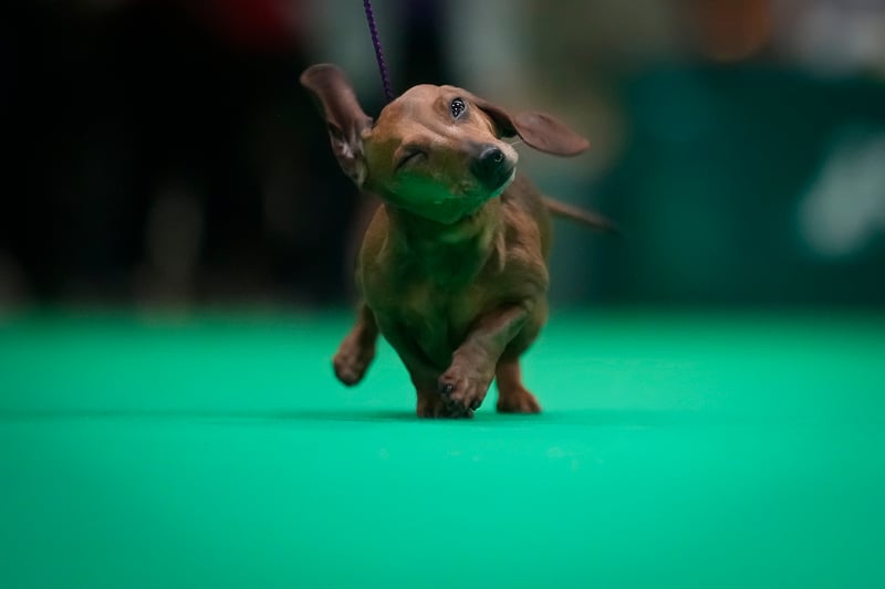 A Dachshund miniature strides across the judging ring