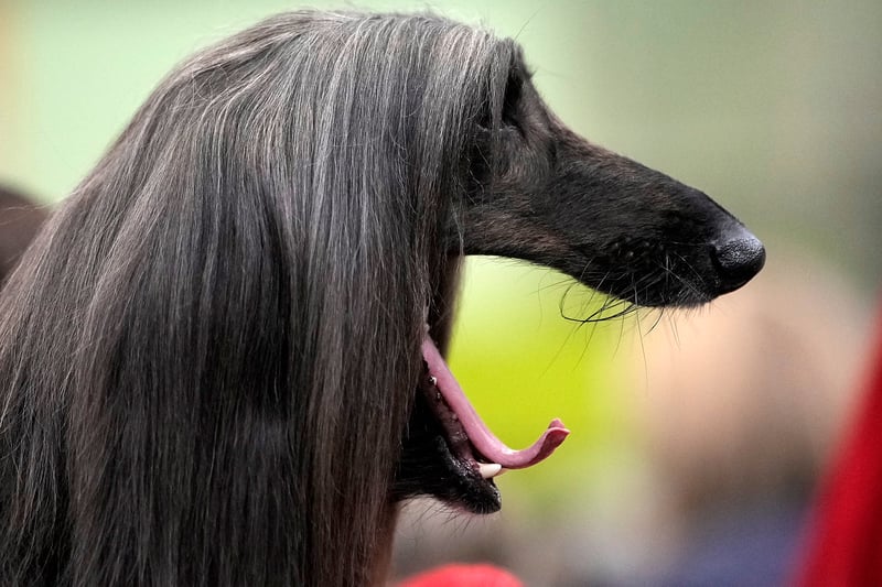 An Afghan hound is groomed for showing Credit: Getty