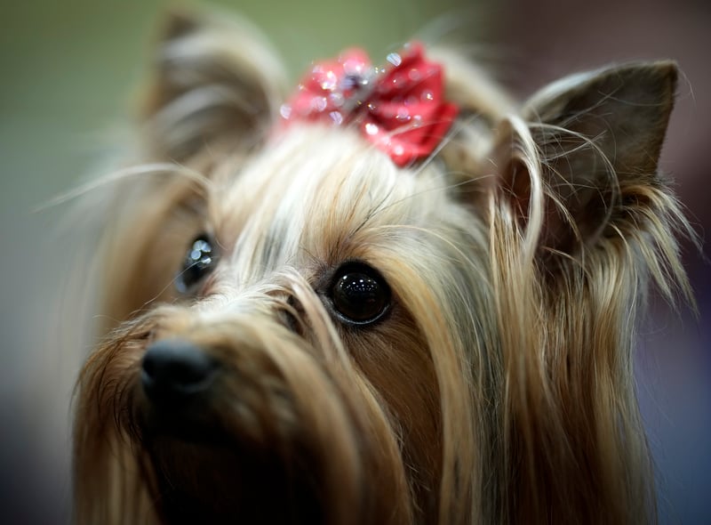 A Yorkshire Terrier waits to go in the judging ring Credit: Getty