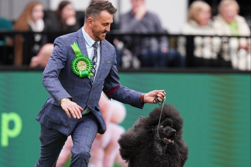 ‘We have had a great year, winning three other shows in 2022 but nothing competes with going into the Main Arena at Crufts’ - Philip Langdon