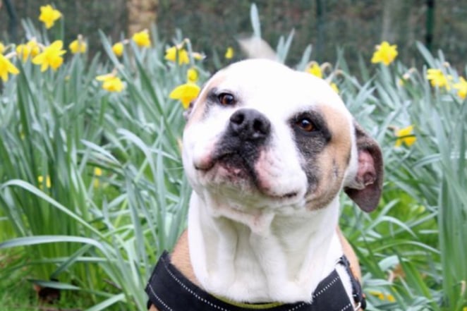 Zzee is an American Bulldog Cross who can live with children over the age of 12 but will need to be the only pet whilst he works on his social skills with other dogs. He came via the local animal warden so Dogs Trust aren’t sure if he is house trained, but it is more than likely.