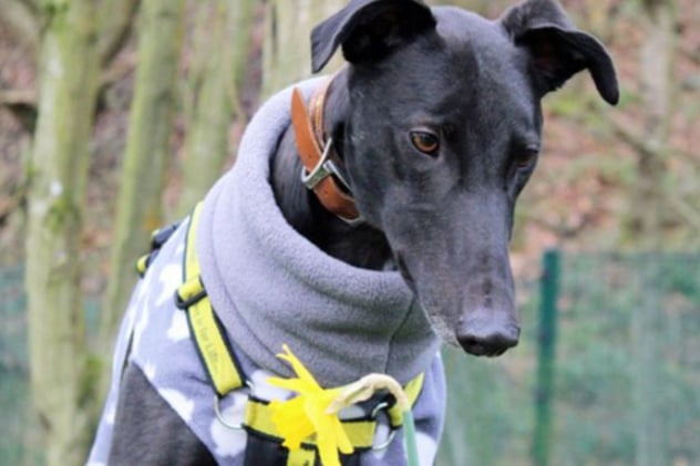 Gary is an ex racing Greyhound and has likely lived in a kennel environment rather than a home. He'll probably need house training but adult dogs do pick it up quickly, and he'll need some basic training also. He's a large boy who loves to cuddle, so probably best with robust kids aged 14 and up! 