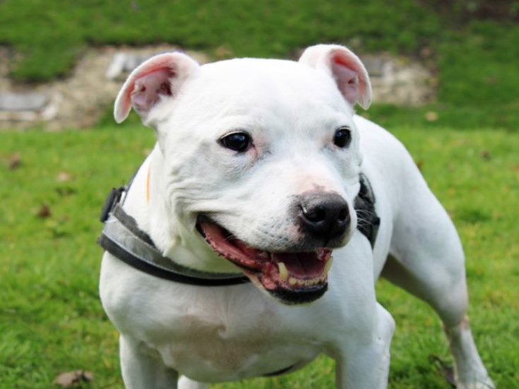 Tiny is a Staffordshire Bull Terrier looking for a home with any children or visiting children over the age of 14. He needs to be the only pet but can parallel walk with other calm dogs out and about. 