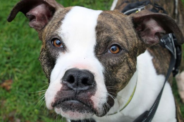 Duffy is a two-year-old Boxer Cross who can live with children of high school age, but he needs to be the only pet as he appears rather undersocialised. He may not be house trained and would like a home with someone there most of the day.