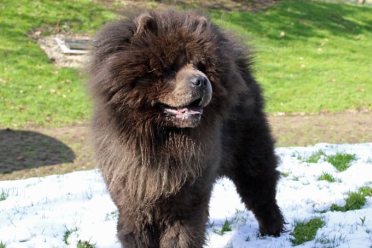 Nash is a Chow Chow who can live with another dog but he is much better with females, and any children resident or visiting the home must be over 16 as Nash isn’t comfortable with being handled. He is house trained but not used to being left at all.