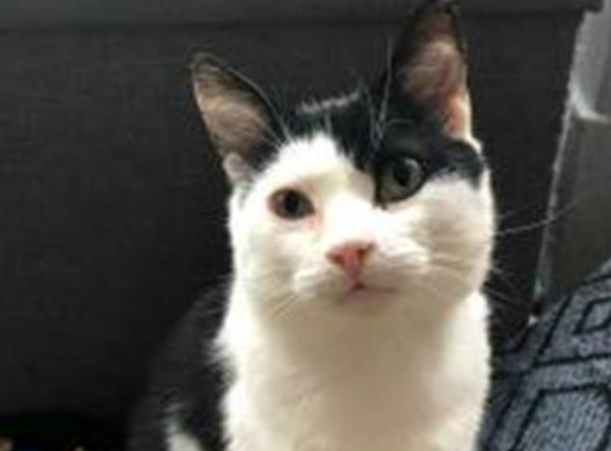 He’s incredibly loving, gentle & polite. He particularly loves to snuggle down of an evening, onto any available lap but also enjoys a bit of play. He likes to keep himself looking handsome and sometimes forgets to pop his tongue away after a clean!
