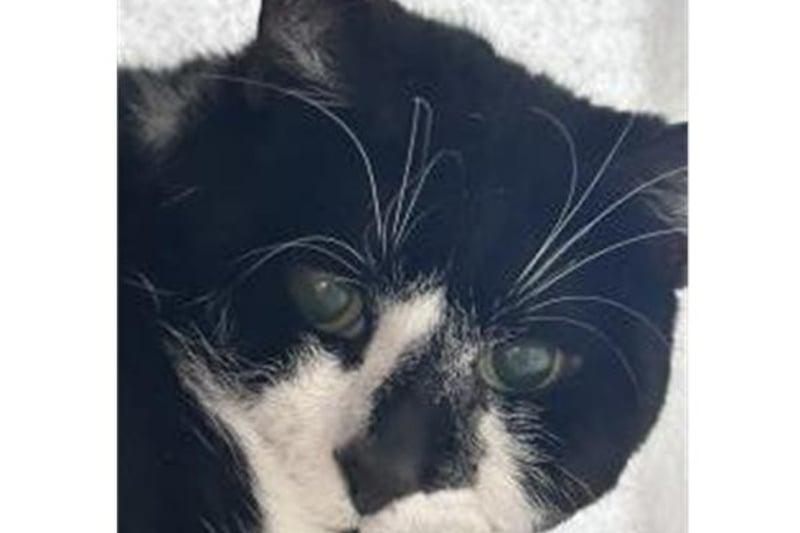 Precious Tommy came to the centre in a rough state. He has since been rapidly improving in health and confidence and is starting to show what an amazing boy he is. He loves to snooze in his blanket and enjoys a fuss, but he's also happy doing his own thing.