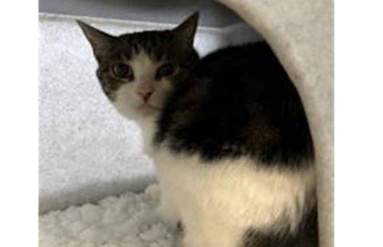 Ellie is a very pretty girl who is looking for a home she can call her own and not share with other pets.  She is a little shy at the moment so we would prefer her to be in a child free home just so she can be pampered and become more confident in herself.