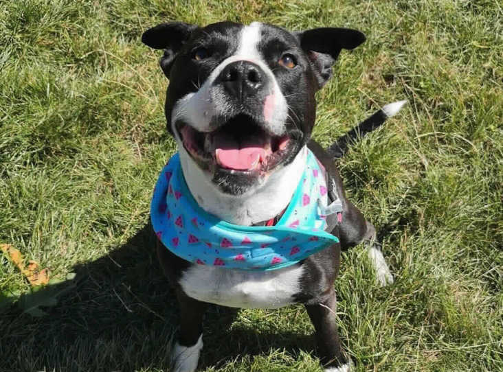 This amazing lad has gone through extensive rehabilitation work with the kennels team after being removed from a very unpredictable and frightening home environment. RSPCA Birmingham are looking for a stable, adult only home with experience of transitioning rescue dogs into a home environment where a consistent and predictable routine can be set up for Snoop to help him relax and really start to enjoy life.