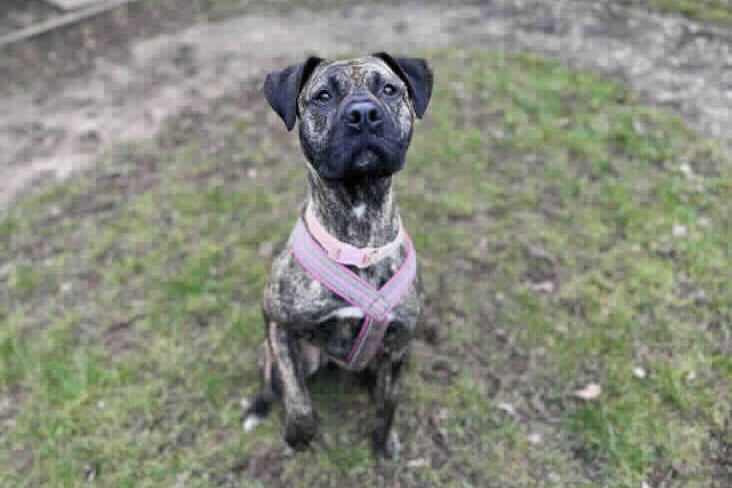 RSPCA are looking for a stable, adult only home for Luna with some experience of larger bull-breeds (although Luna is actually very petite for a Presa Canario X) and experience with nervey dogs who are happy to come and visit Luna a few times to build a bond with her before transitioning her into her new life. Luna is not social with other dogs but when she is bonded to her handler she is no trouble at all. 