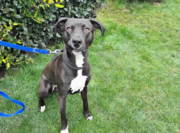 He could live with another suitable dog in the right home, providing good meets  at the RSPCA Birmingham centre. He could live in a family home where kids, if present, are of mid-teen age and older. They are looking for active, capable adopters with some experience of rescue dogs and / or dogs of similar breed to understand Mischief and help him settle into his fantastic new life.