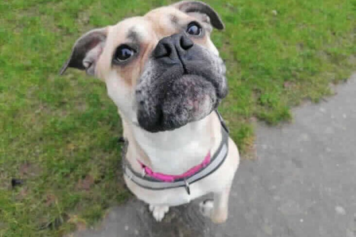 Poppy loves her walkies and can sometimes pull on the lead, new owners will need to be active to provide her with the exercise she loves and needs. In the right quiet, experienced, adult home Poppy will blossom before your eyes.