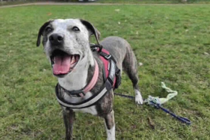 She loves her walkies and doesn’t pull on the lead She still has her nervous times but looks to her handler for support and confidence when worried. RSPCA would want new owners to visit her several times prior to taking her home, to ensure Scout is comfortable and a nice bond has begun.