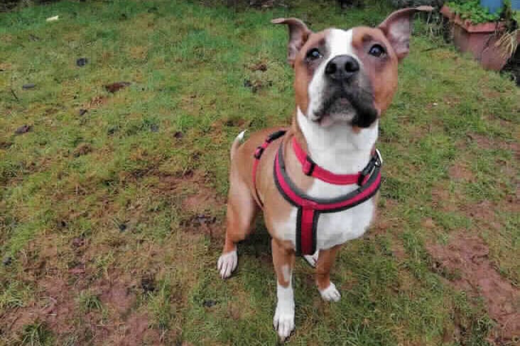 RSPCA are looking for a bullbreed - experienced, active, adult home who can provide Stella the time, exercise, mental stimulation and most importantly love that she is so in need of. Stella could be very playful with dogs when she first arrived in our care, unfortunately over her time in kennels she has become a little tired of being around so many dogs and for now she would have to be the only animal in a home. 