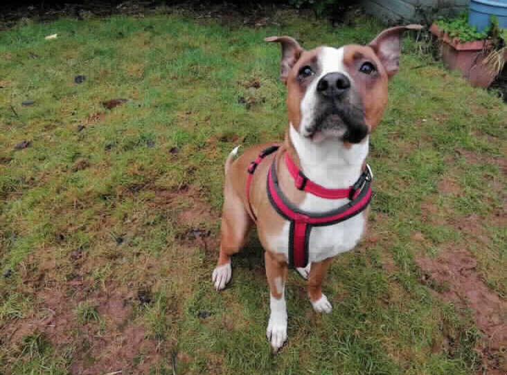 RSPCA are looking for a bullbreed - experienced, active, adult home who can provide Stella the time, exercise, mental stimulation and most importantly love that she is so in need of. Stella could be very playful with dogs when she first arrived in our care, unfortunately over her time in kennels she has become a little tired of being around so many dogs and for now she would have to be the only animal in a home. 