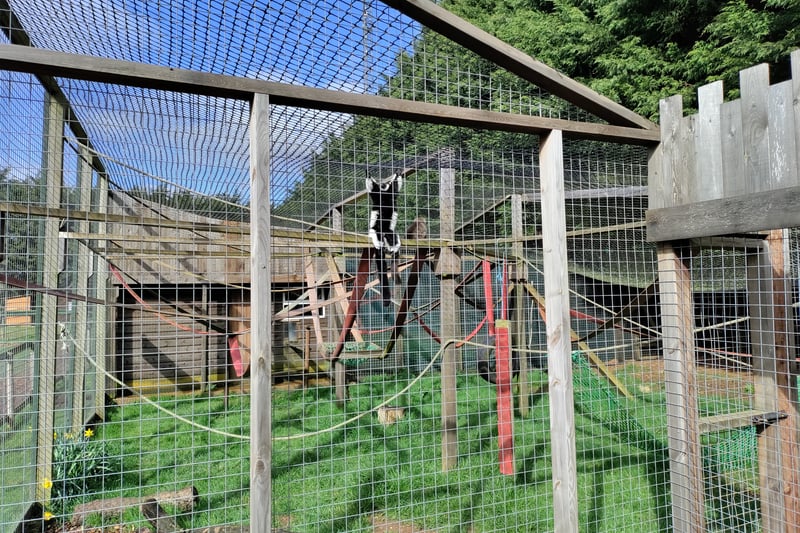 Animals appear to have alot of space in their enclosures where there are ropes and toys to play with