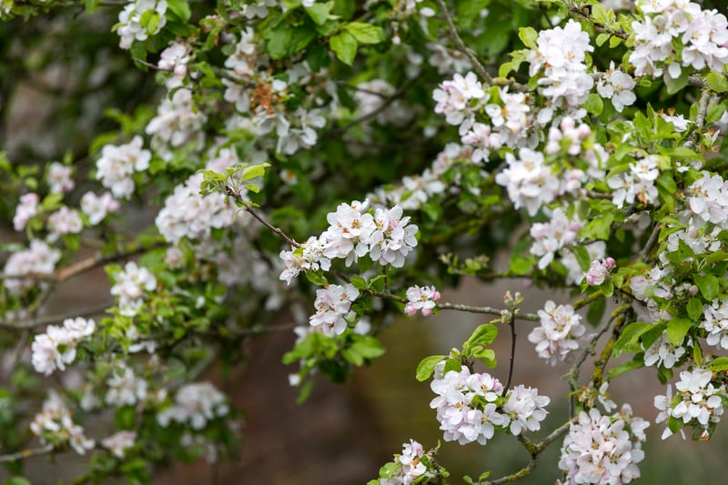 Head to the walled garden at this 17th-century English country house to see a variety of blossoms in all of their beauty. There’s also plenty more blossom trees to be found in the woodland too. Photo by National Trust Images/Annapurna Mellor.