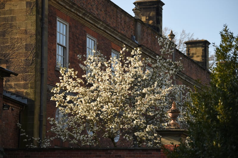 You’ll find more than 180 varieties of apple tree in the gardens of this country house. There’s also ornamental cherry, crab apple, pear and plum blossoms which can be seen throughout the 13.5-acre walled garden too, including in the orchards. Photo by National Trust Images/John Millar.