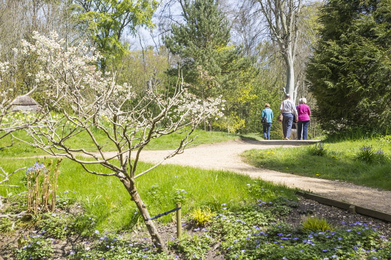 The Kingston Lacy estate is home to its very own Japanese Garden so it’s no surprise that it houses an abundance of cherry trees. Go along to see an array of pink and white flowers. Photo by National Trust Images/James Dob.