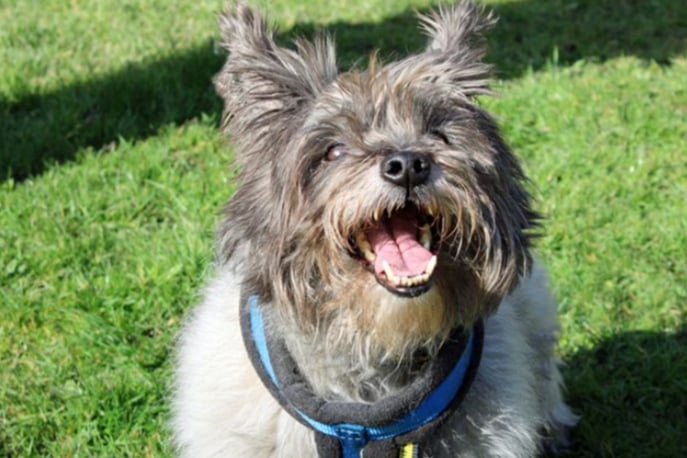 Max is a golden oldie looking for a home where he can be the only dog, although he may live with a cat if introduced slowly.  He is a lovely Cairn Terrier who is almost 14, but still fairly active. He is more suited to a home with older children. 