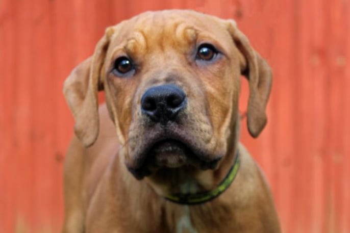 Ronan is a Crossbreed puppy who is under six months old. Any potential adopters will need to attend Dogs Trust’s puppy training classes and help him flourish!