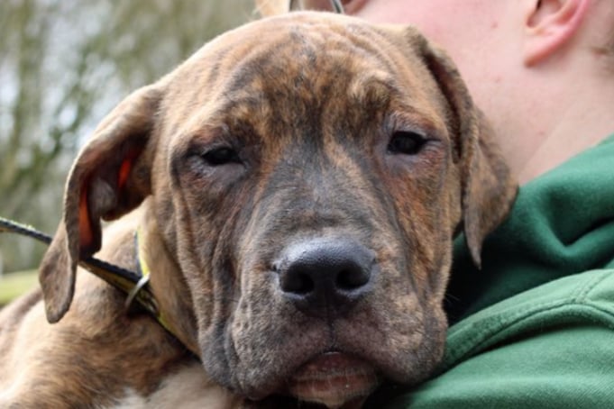 Sweet Cilian is just four months old but he hasn’t had the greatest start. Cilian’s parents were a Staffy cross and a Dogue de Bordeaux so he’s going to be quite a big dog! Any potential adopters need to attend Dog Trust’s puppy training classes.
