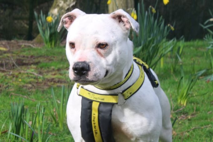 Pebbles is a Staffordshire Bull Terrier looking for a home where she can be the only dog, but with walking pals outside. She can’t live with cats as she will chase, but she can live with children over the age of 14. Pebbles is house trained and once settled could be left for 3-4 hours.