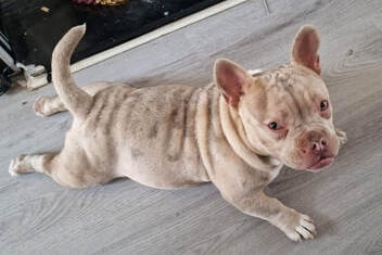Bruce is a 6 month old Frenchie cross who’s owner could no longer keep him due to him having seizures. He is now on regular medication which he will need everyday to manage his seizures. He will need ongoing toilet training in his new home and is good with other dogs. He is not cat tested so will need a cat free home and he is great with kids.