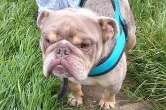 Chunk is a 3 year old Bulldog who is loving and trusting. He loves meeting people and can get over excited and jump up, he is improving with this with his foster family. He has had successful boas surgery, he not lived around children so would suit an adult only household due to his size and energy. He currently lives with an older cat so would be fine in a house with cats that are dog savvy. Chunk is a typical Bulldog and stubborn, he is working on obeying commands and will do basic commands such as sit and stay. He is a playful and loving boy and loves playing with his toys especially tug of war!  He would suit an adult active only household with Bulldog experience who can continue with his training.  