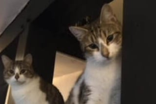 Montana and Georgia will need to be rehomed together as they are a bonded pair or sisters. They are super friendly and confident and easy going. They can live with other cats and dogs. 