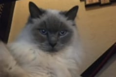  Doyle is a 7 year old Ragdoll who arrived in our care with Bodie after their owner sadly passed away. They have been very much loved and are super friendly. They must stay together and have access to a catio.  Both Bodie and Doyle are large cats and must be rehomed together and have access to a Catio.