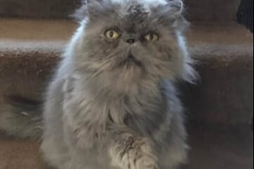 Soraya is a friendly, nosey and cheeky Persian cat that can live with other cats and dogs.  Her new owner will need an understanding of the breed and have a Catio for her to access outdoors.