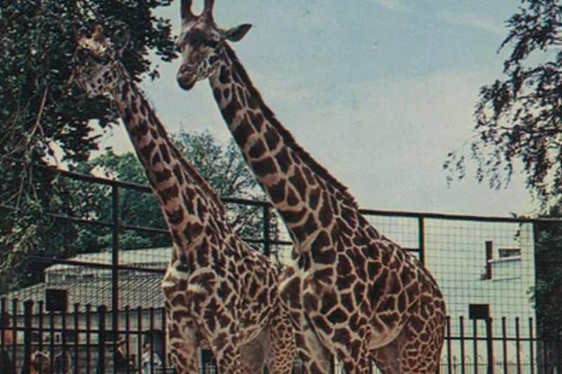 Giraffes at the Bristol Zoo.