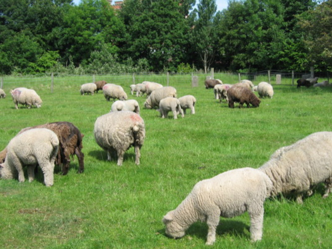Rice Lane City Farm is a free to visit farm at the site of the old Walton cemetery. There are tons of farmyard animals to see, as well as wildlife, and it is a whopping 24 acres.