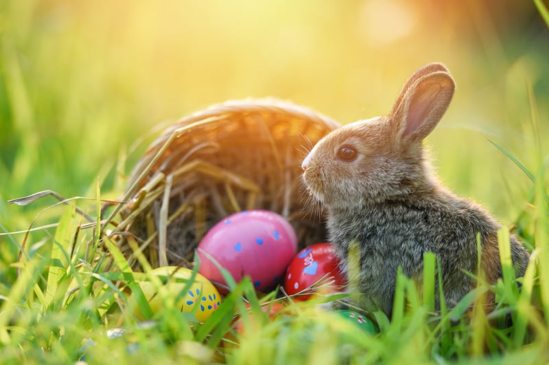 Farmer Ted’s Easter Eggstravaganza is running from Saturday April 1 to Sunday April 16, with tons of Easter fun. Activities include seeing the spring animals, an Easter egg hunt and the chance to meet the Easter Bunny! Adult tickets are £13.50 and kids over three are £17.50. 