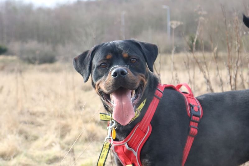 Clifford is aged between 1-2, and is described as incredibly intelligent for his age. He’s had a rough start to life, and has separation anxiety as a result  - he’ll be a bit of work, but in time could make the perfect pal!