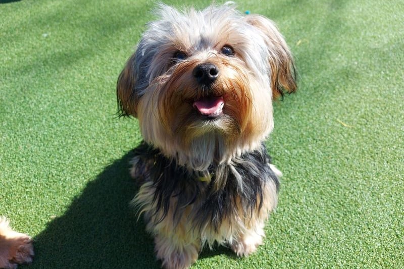 Maisie is an absolutely adorable little 1 year old Yorkshire terrier. This little lady is hoping to continue her basic training in her new home, which does include house training and recall.