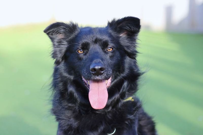 Monty is an active boy and has spent so much time outdoors that he must have direct access to his own private garden with a 6ft fence. He will need to be kept on lead when in public so having a garden gives him somewhere to enjoy some freedom.