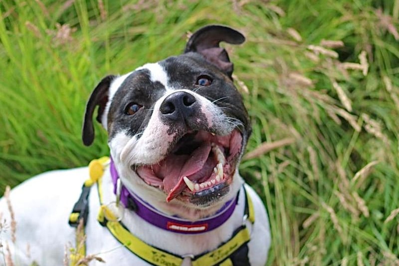 This handsome lad [aged 5-7] loves nothing more than a cuddle and he is very sweet. However, Rocky finds it overwhelming to be around other dogs so for this reason needs to be the only pet in the home and with no neighbouring dogs.